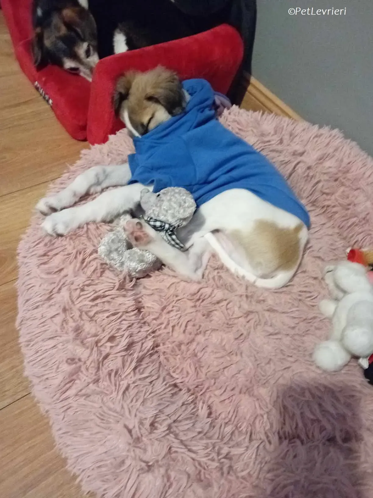 Seamus adozione levrieri greyhound 27