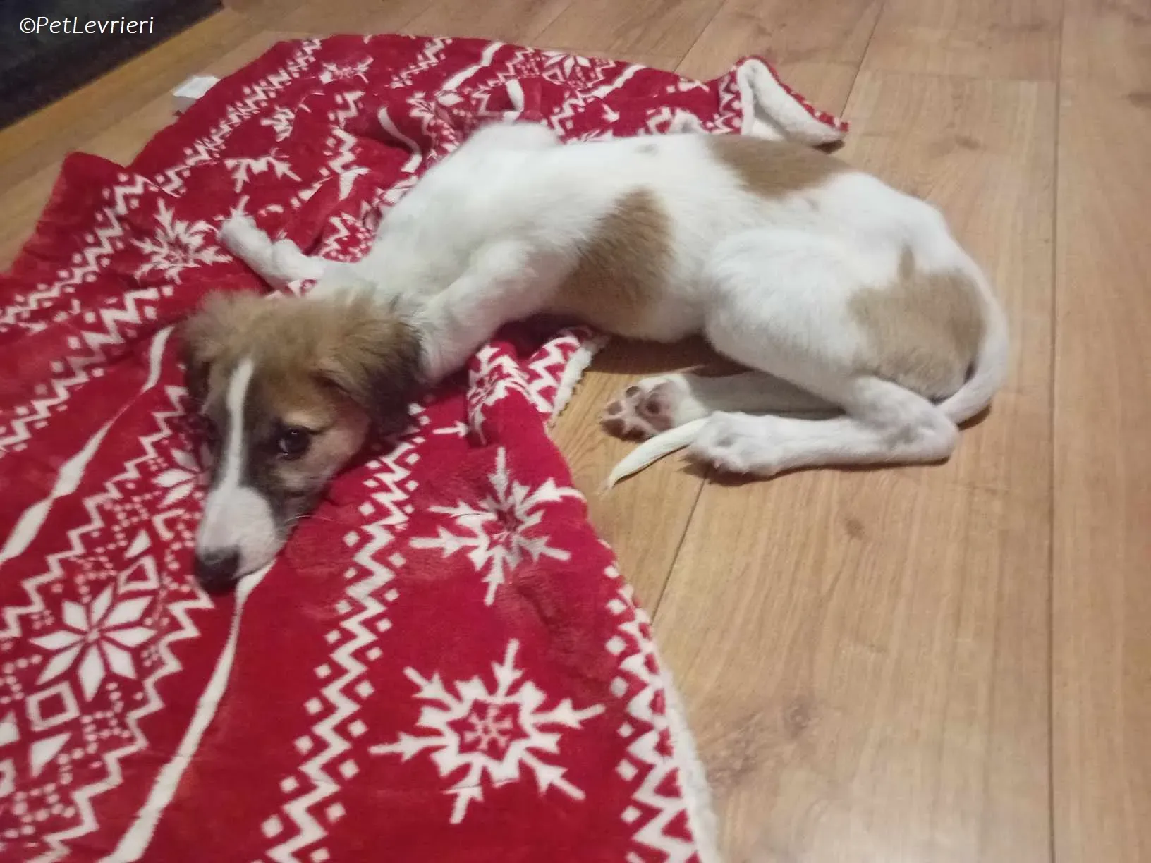 Seamus adozione levrieri greyhound 28