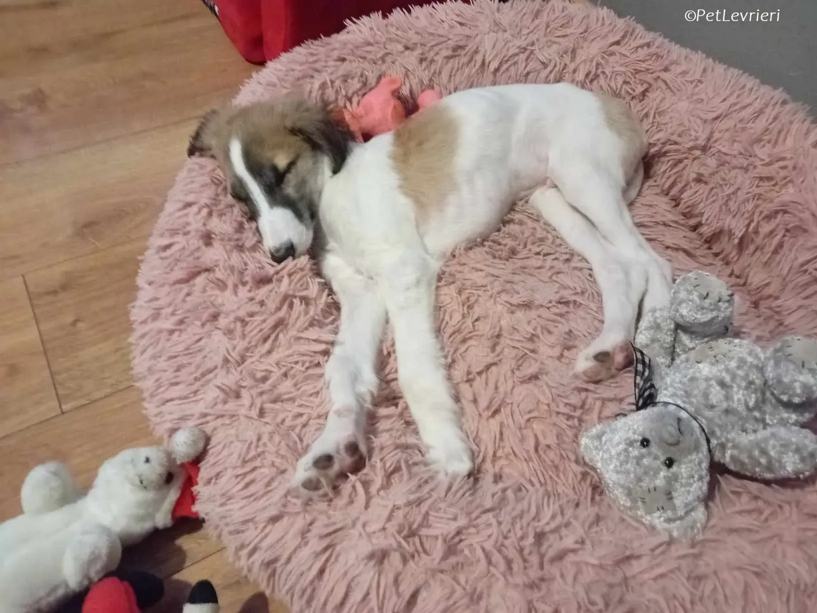 Seamus adozione levrieri greyhound 29