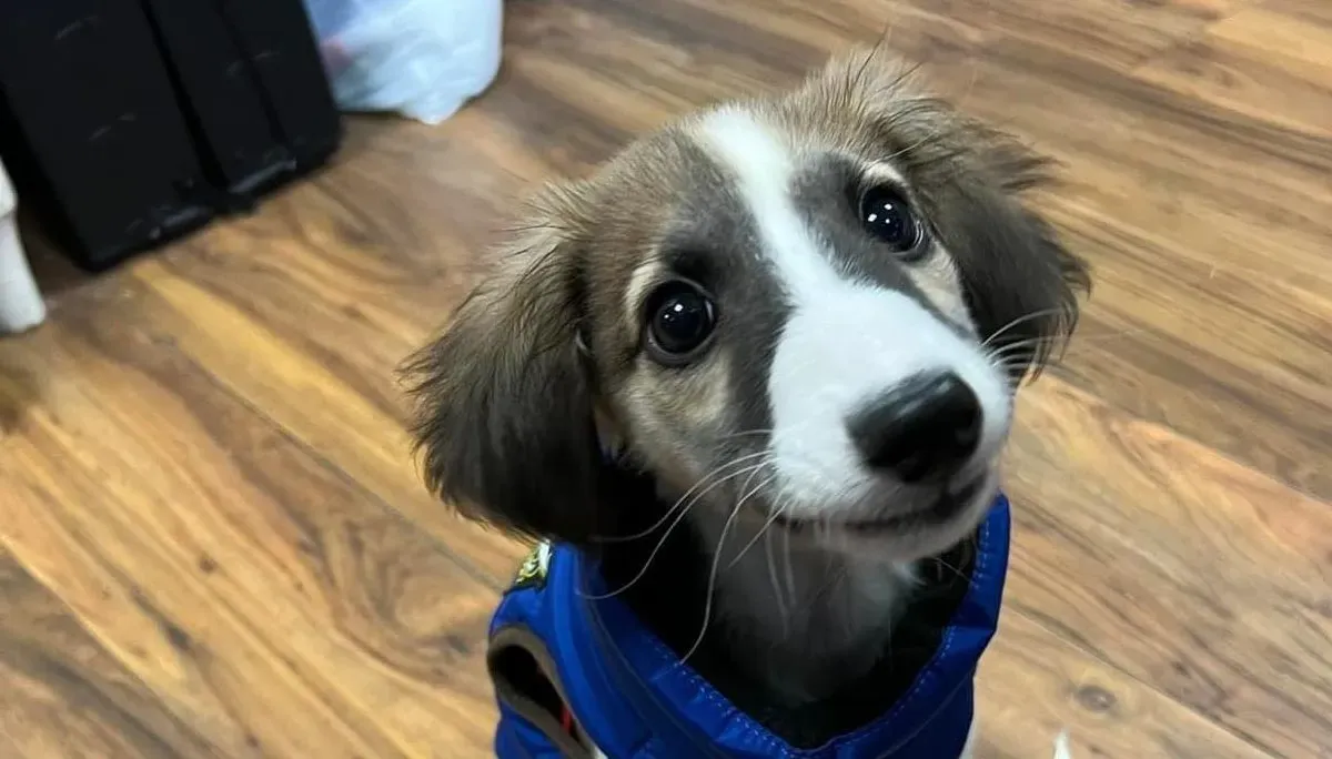 Seamus adozione levrieri greyhound 3 e1703060260987