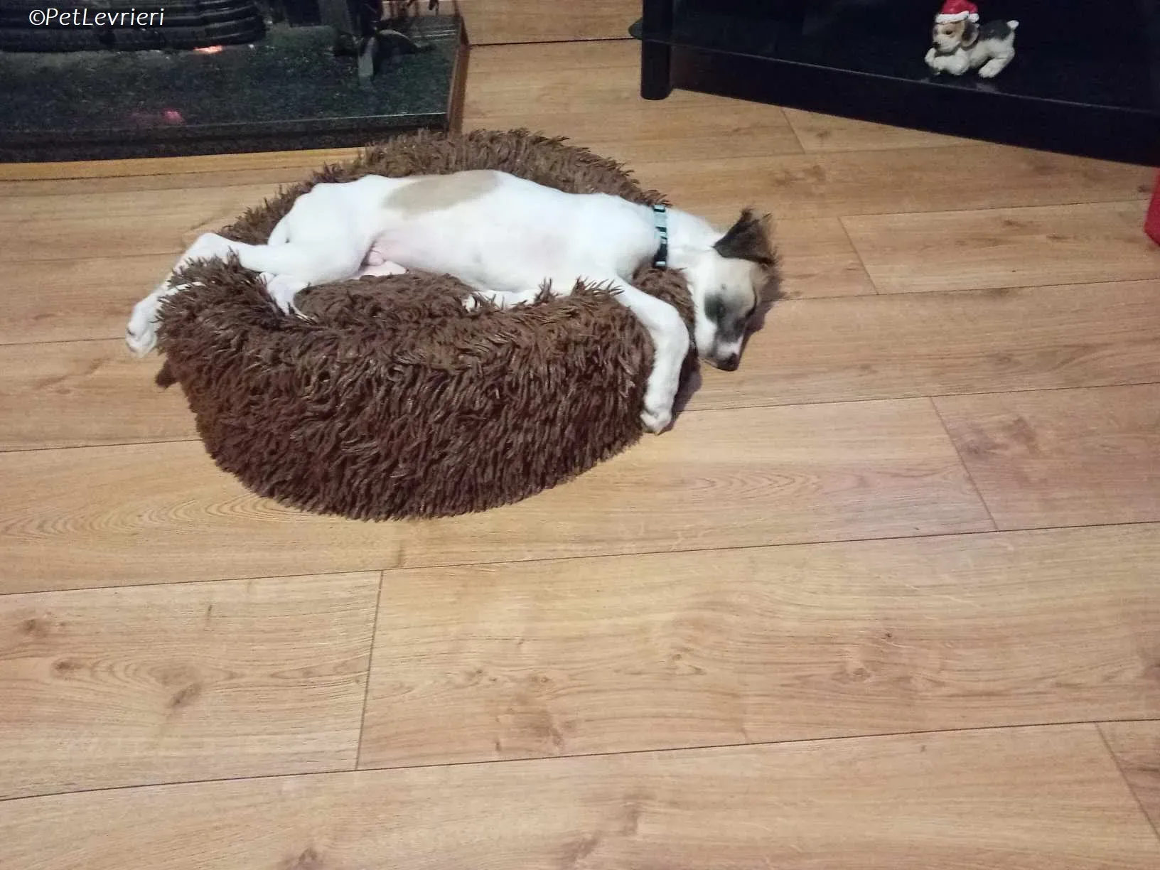 Seamus adozione levrieri greyhound 30