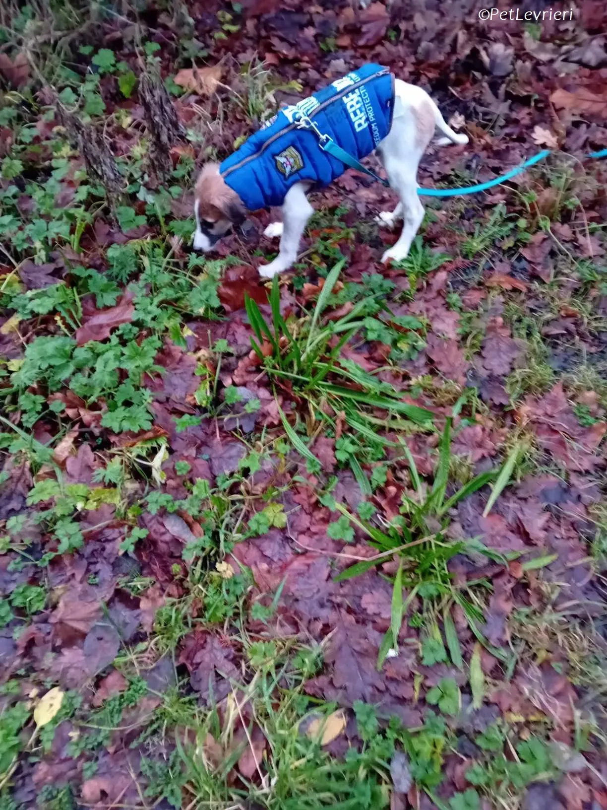 Seamus adozione levrieri greyhound 31