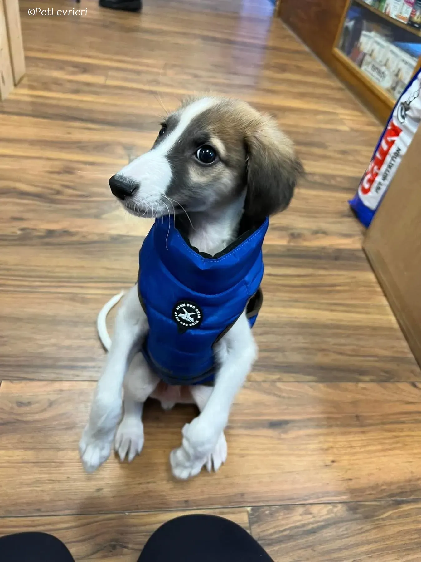 Seamus adozione levrieri greyhound 4