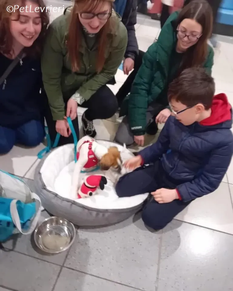 Seamus adozione levrieri greyhound 5