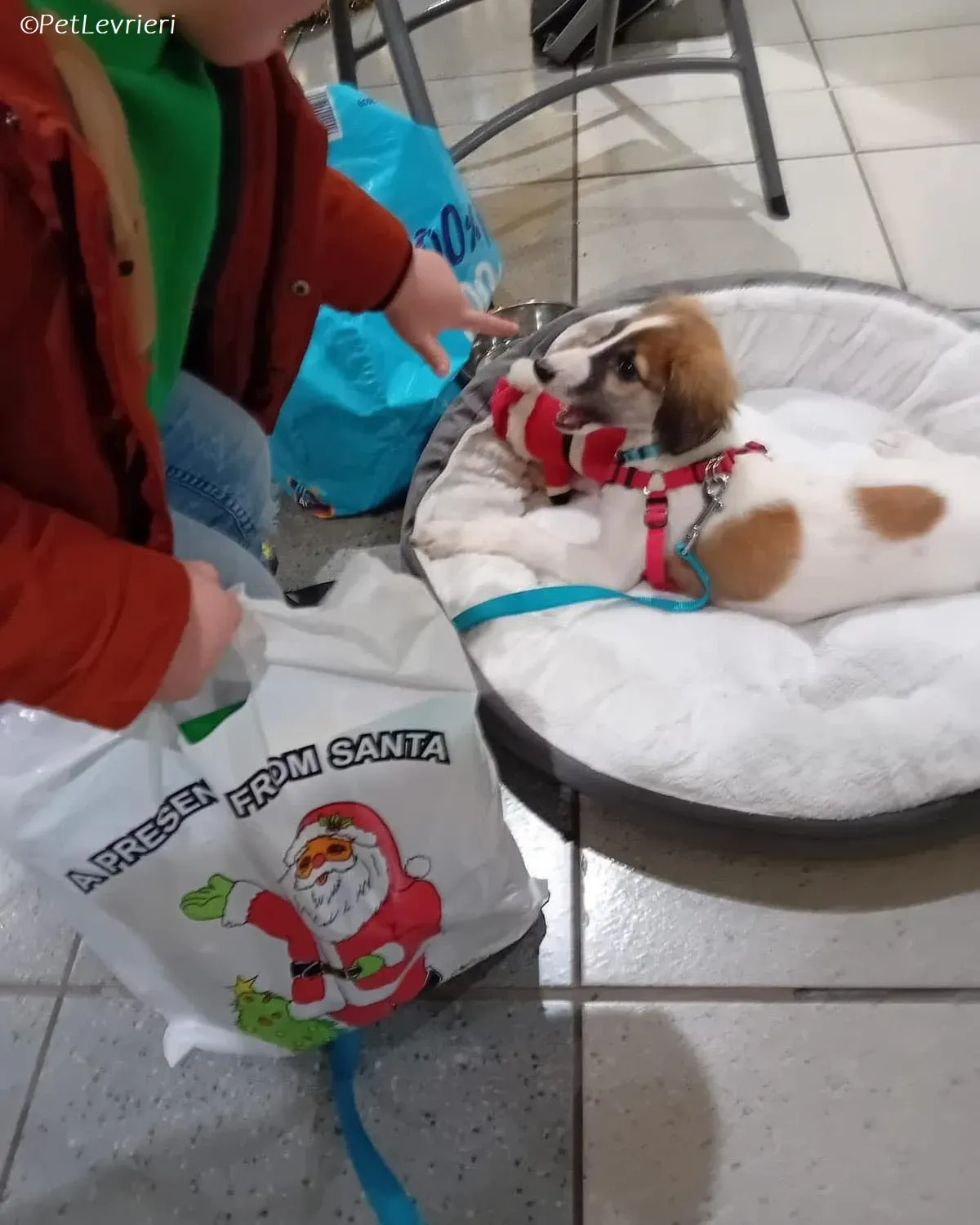 Seamus adozione levrieri greyhound 6