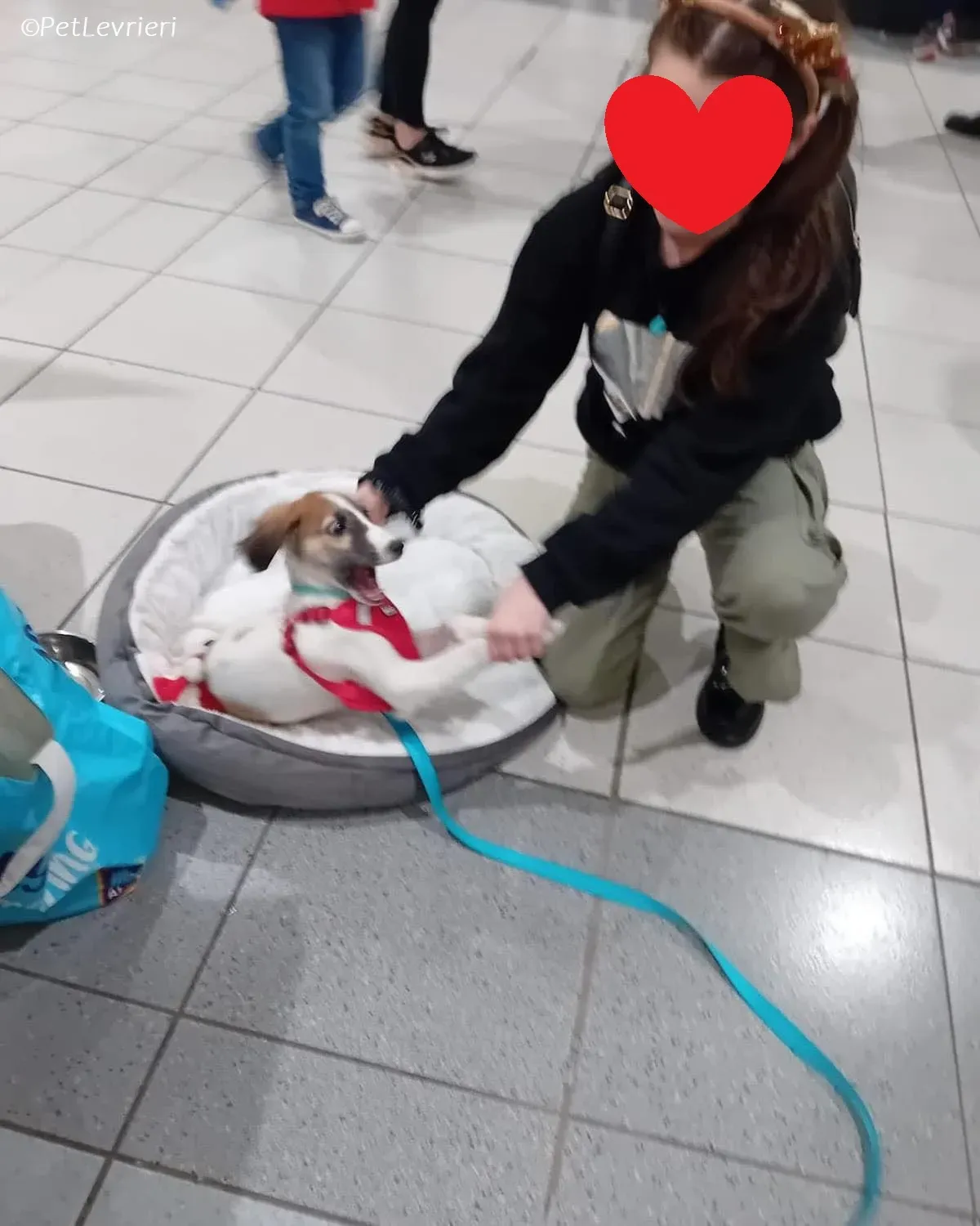 Seamus adozione levrieri greyhound 7