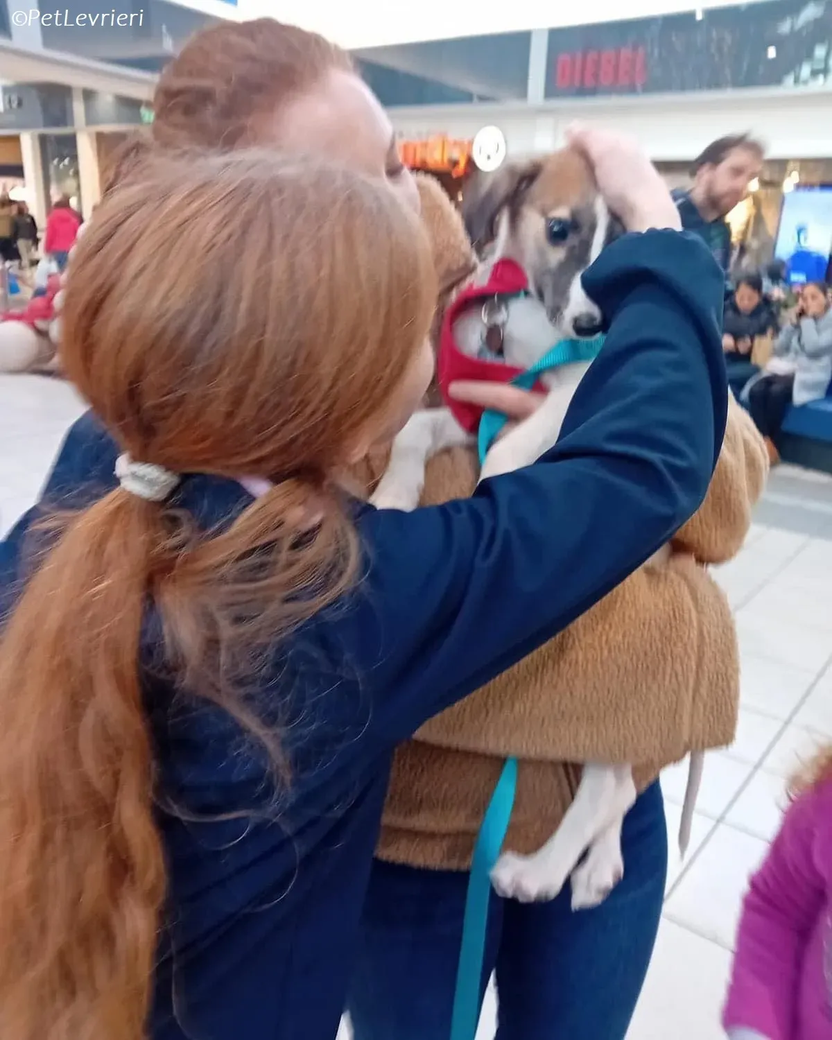 Seamus adozione levrieri greyhound 8