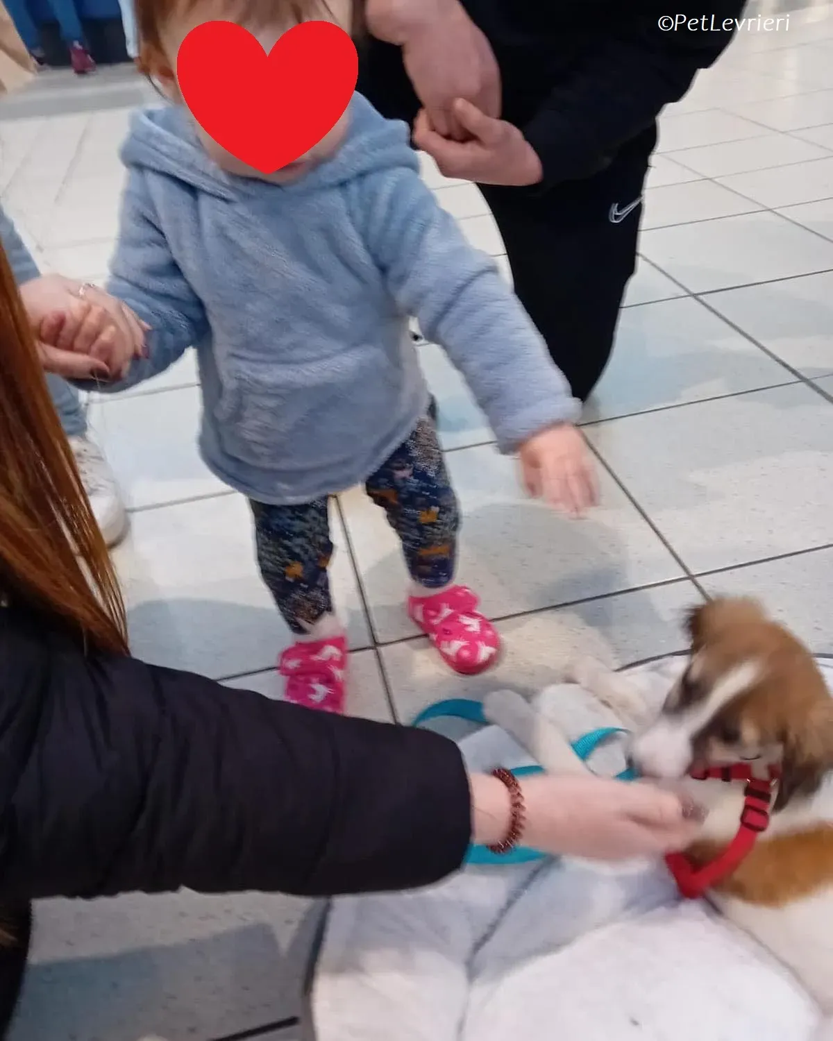 Seamus adozione levrieri greyhound 9