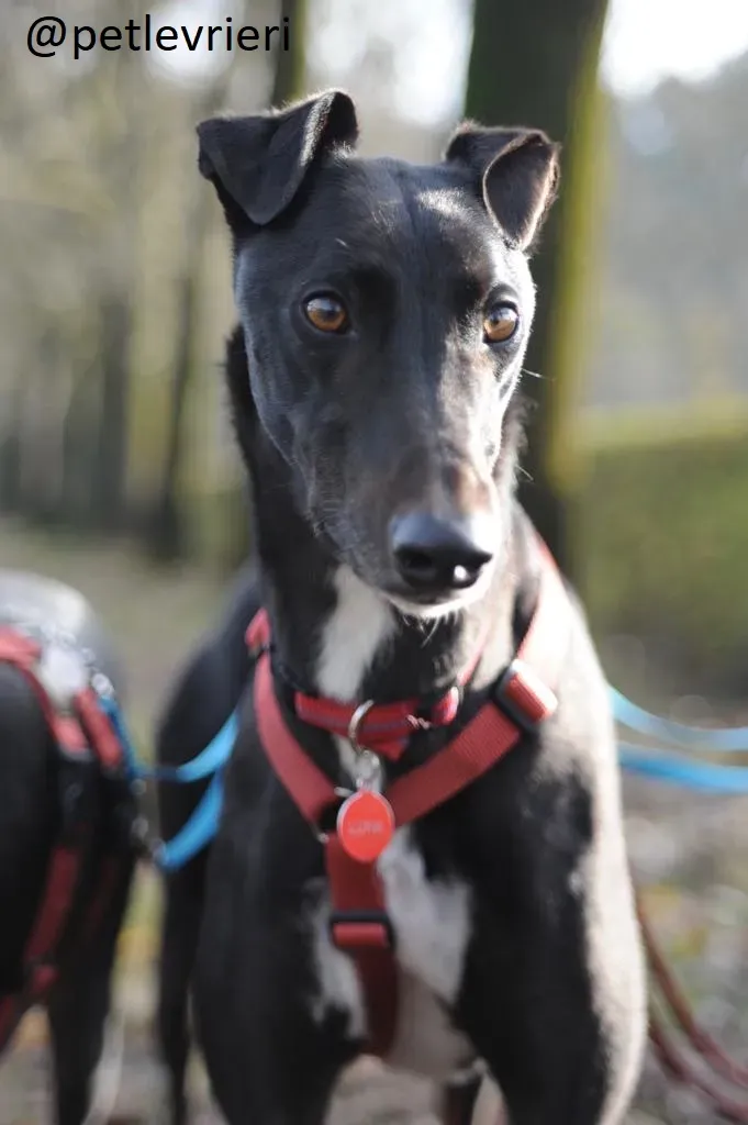 Seanie Greyhound adozionelevrieri petlevrieri foster 001 1