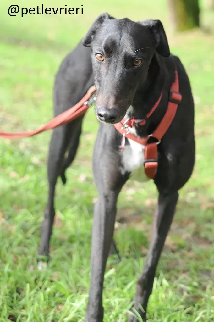 Seanie Greyhound adozionelevrieri petlevrieri foster 001 2