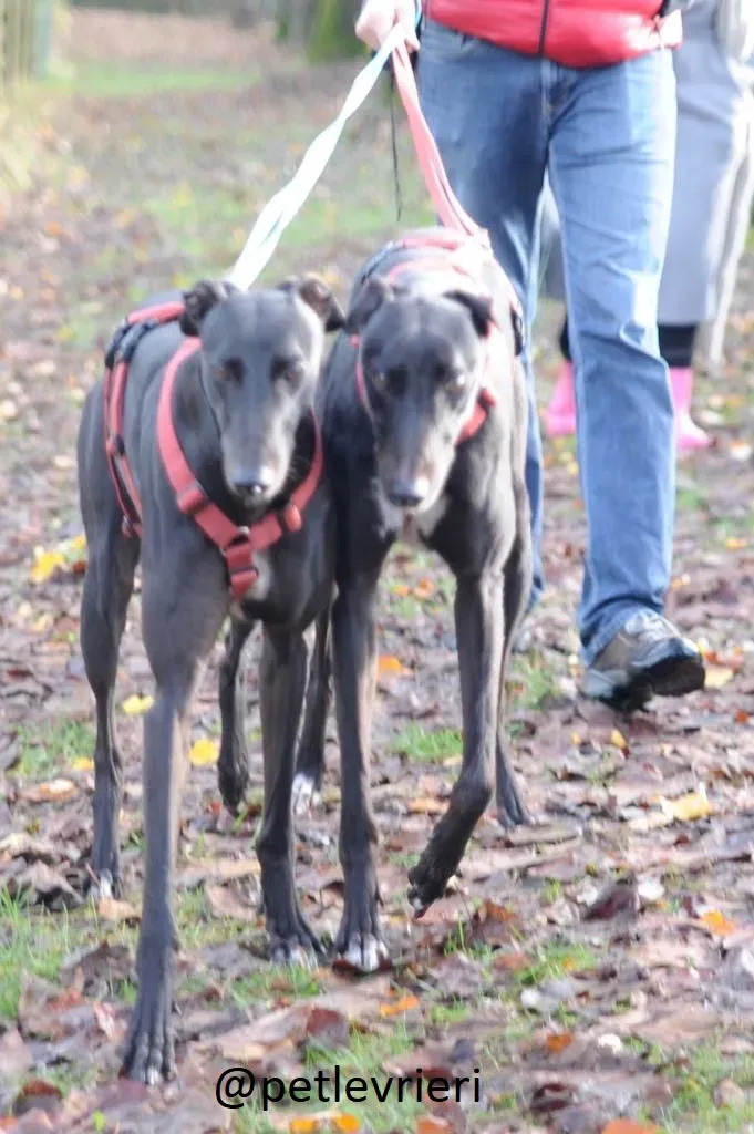 Seanie Greyhound adozionelevrieri petlevrieri foster 001 3