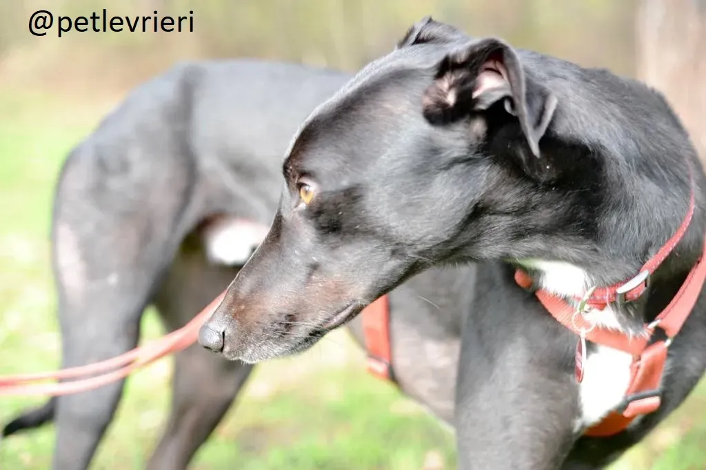 Seanie Greyhound adozionelevrieri petlevrieri foster 001 4