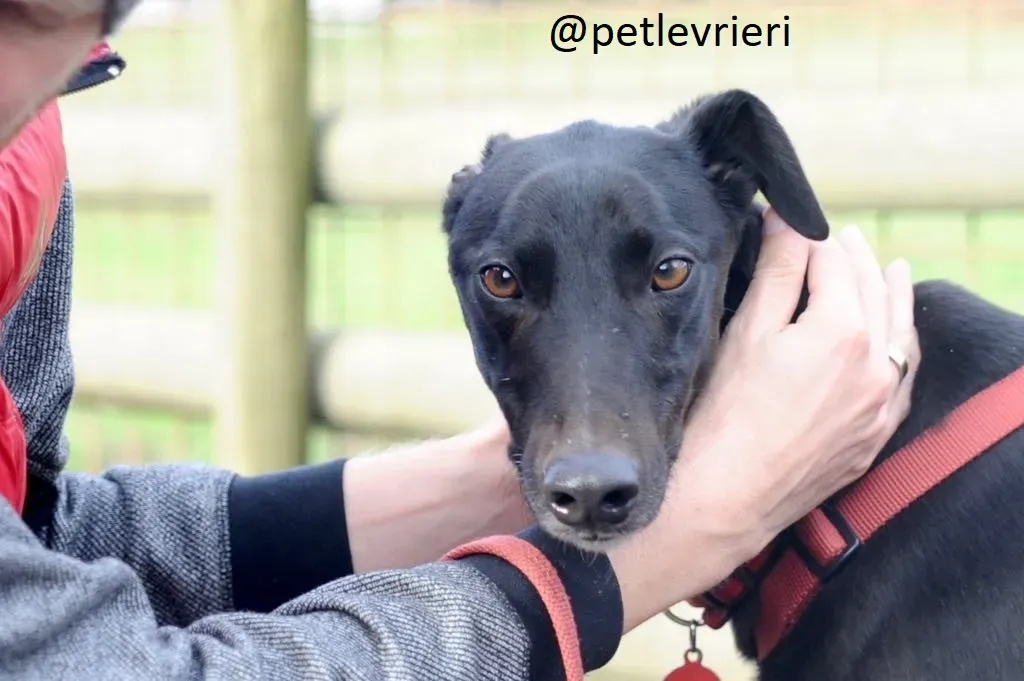 Seanie Greyhound adozionelevrieri petlevrieri foster 001 5