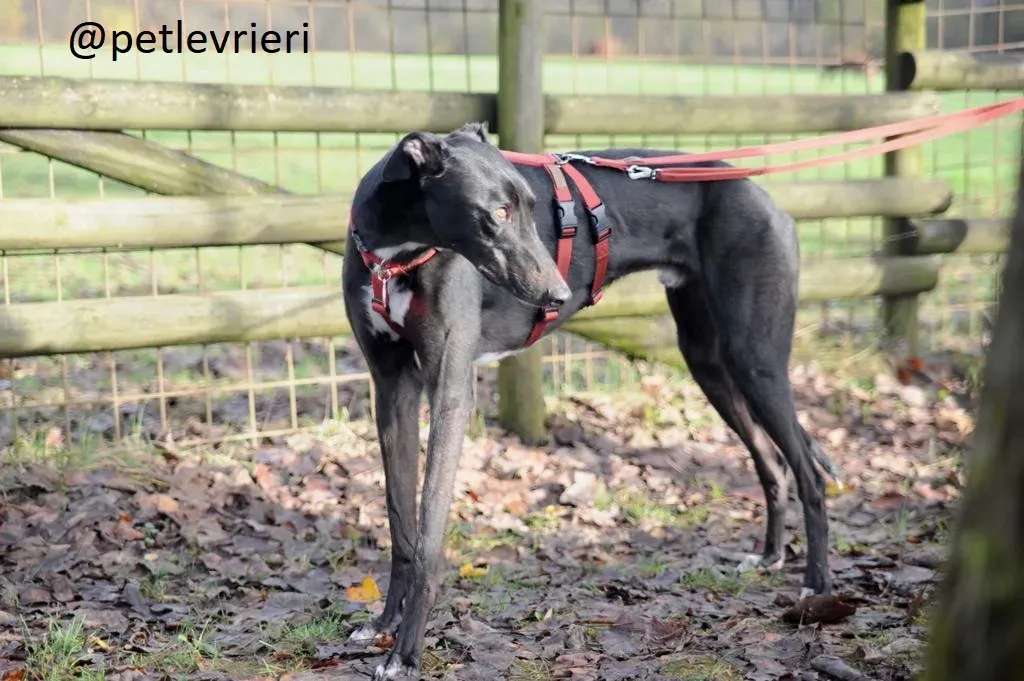 Seanie Greyhound adozionelevrieri petlevrieri foster 001 6