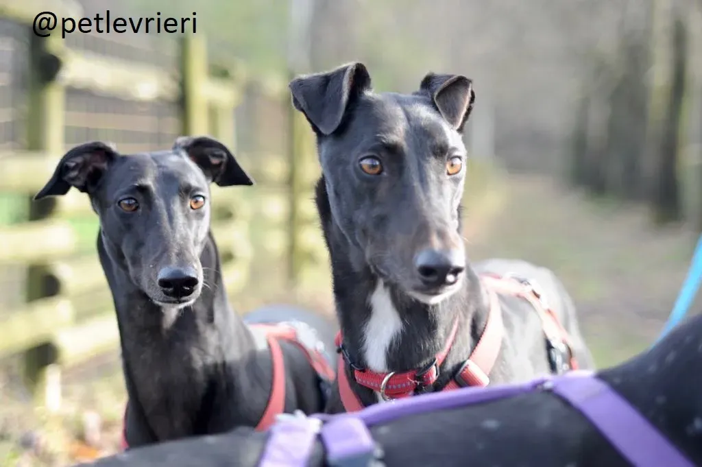 Seanie Greyhound adozionelevrieri petlevrieri foster 001 7