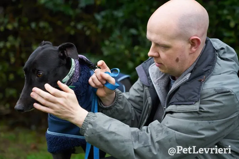 Seanie Greyhound adozionelevrieri petlevrieri foster 001