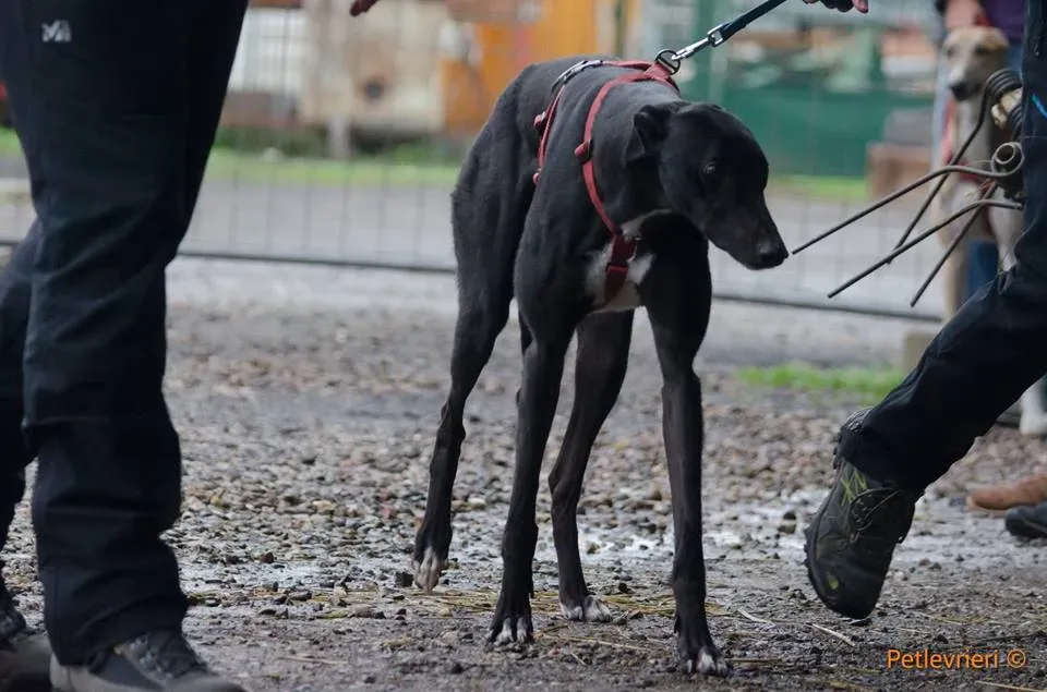 Seanie Greyhound adozionelevrieri petlevrieri foster 1 1
