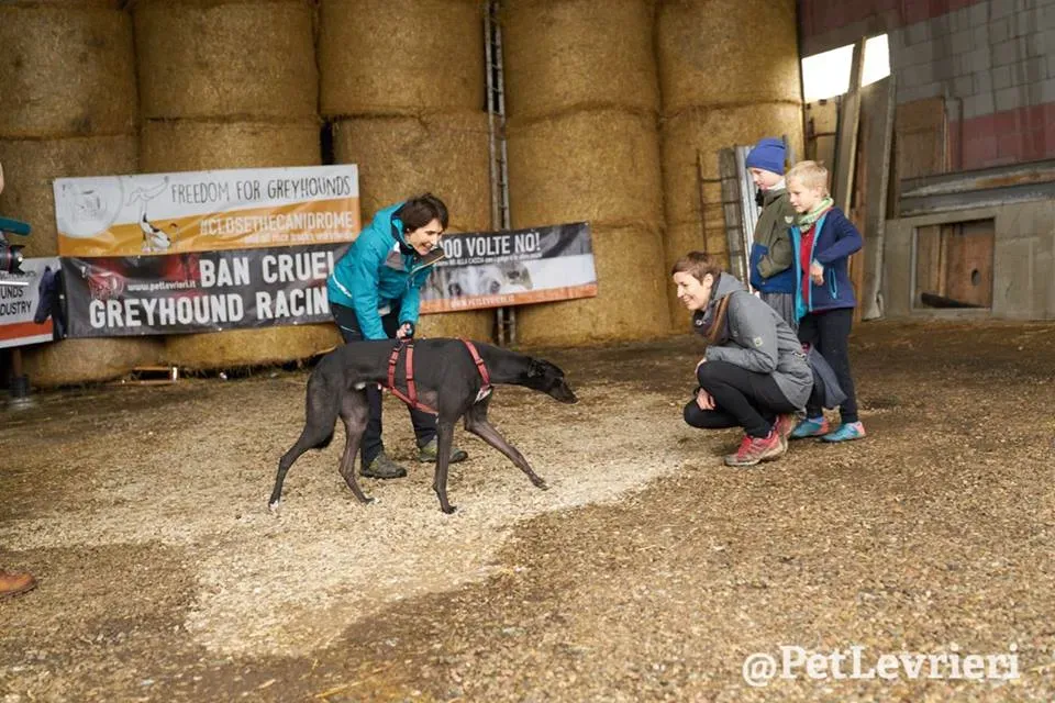 Seanie Greyhound adozionelevrieri petlevrieri foster 2 1
