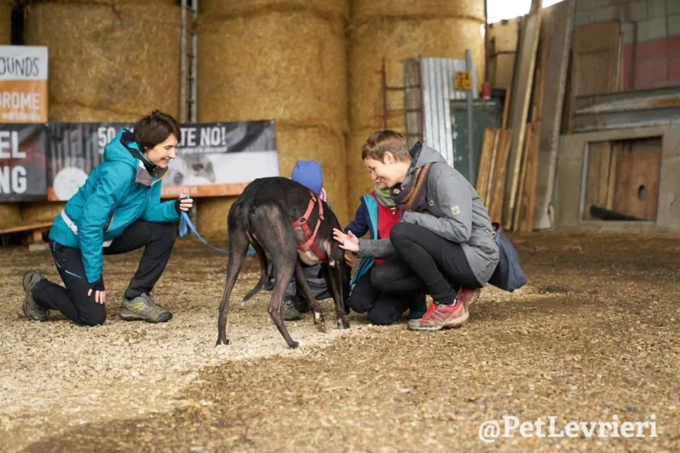 Seanie Greyhound adozionelevrieri petlevrieri foster 4