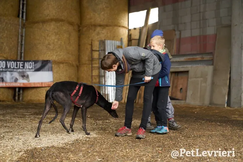 Seanie Greyhound adozionelevrieri petlevrieri foster 45