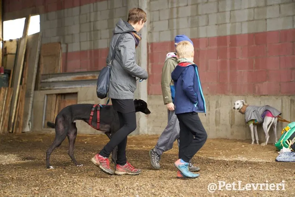 Seanie Greyhound adozionelevrieri petlevrieri foster 6