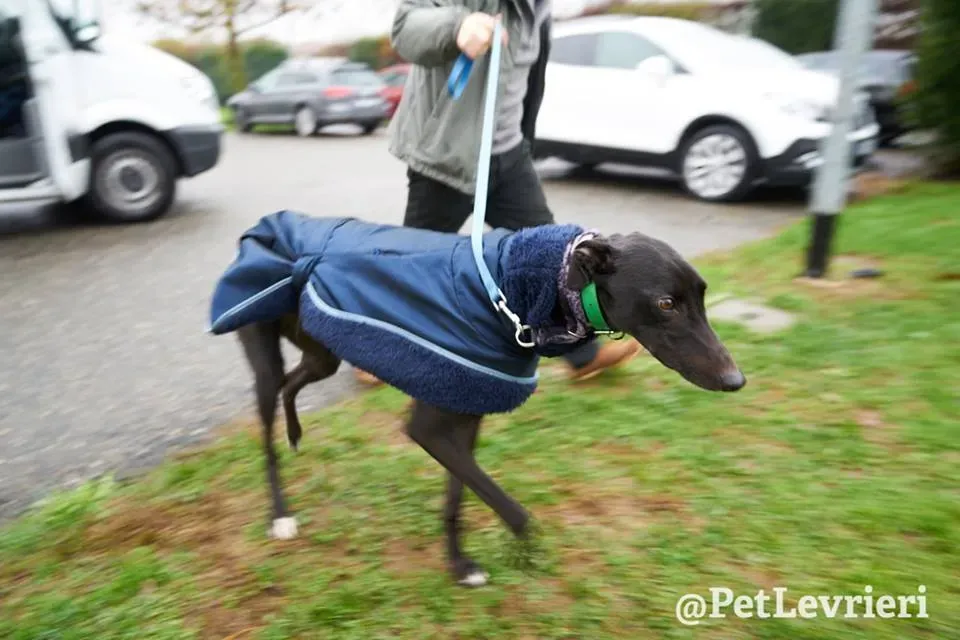 Seanie Greyhound adozionelevrieri petlevrieri foster 75