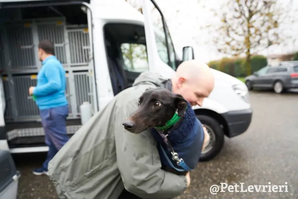 Seanie Greyhound adozionelevrieri petlevrieri foster 85