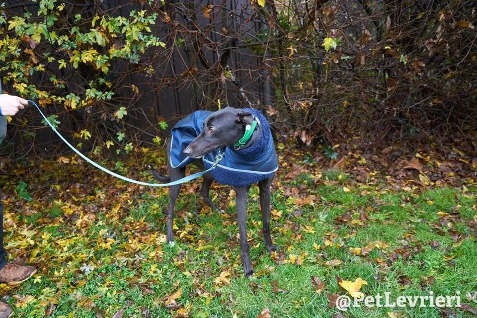 Seanie Greyhound adozionelevrieri petlevrieri foster 95