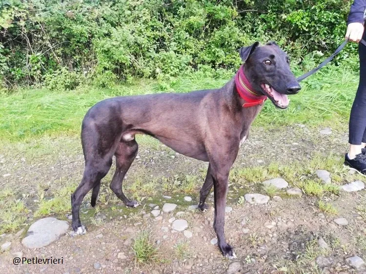 Sebastian Greyhound adozione pet levrieri 1