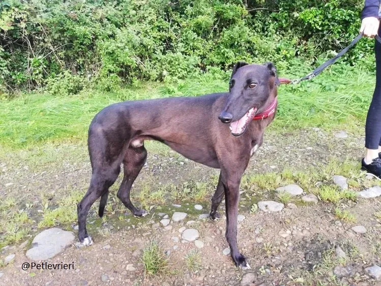 Sebastian Greyhound adozione pet levrieri 2