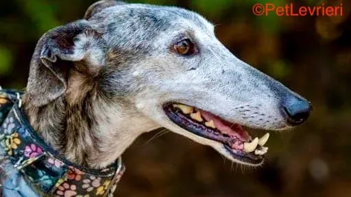Selene adozione galgo pet levrieri onlus
