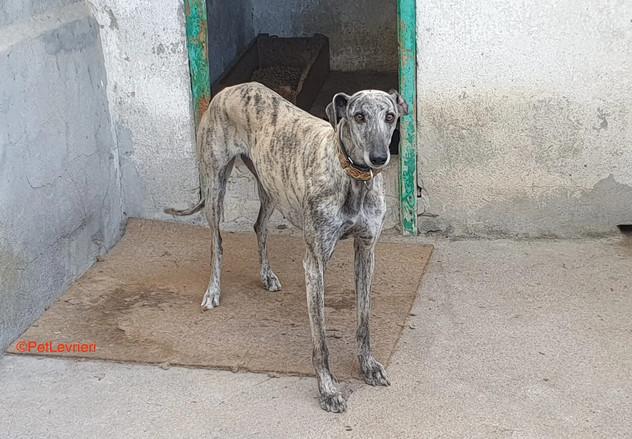 Semiramis adozione levrieri galgo 1