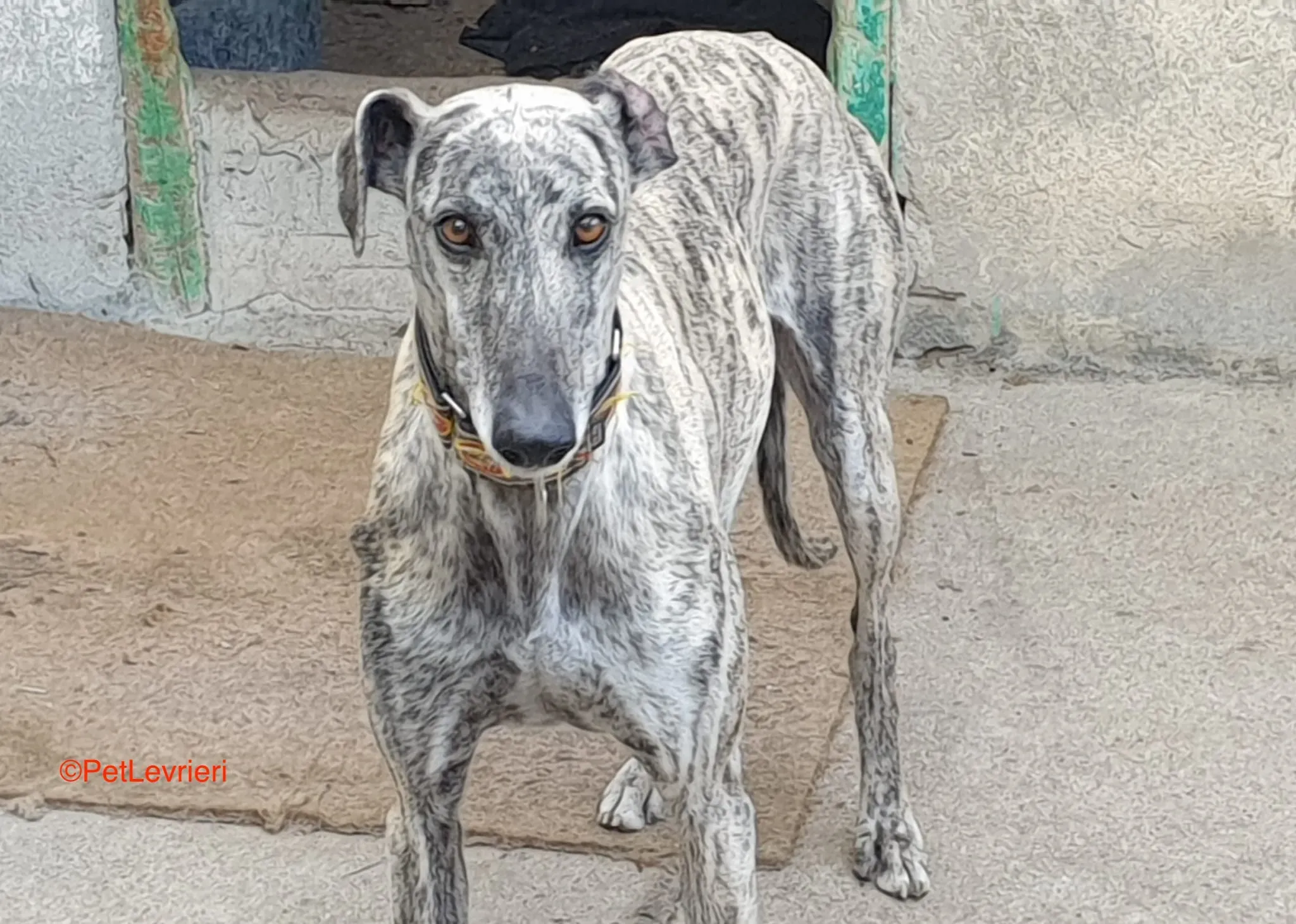 Semiramis adozione levrieri galgo 2