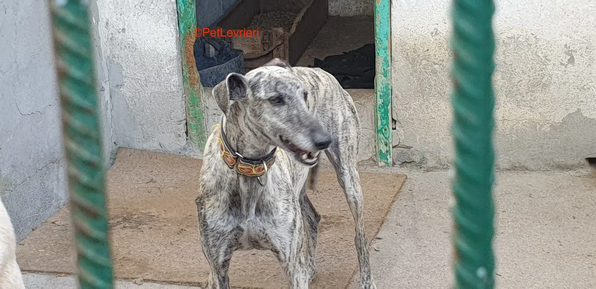 Semiramis adozione levrieri galgo 3