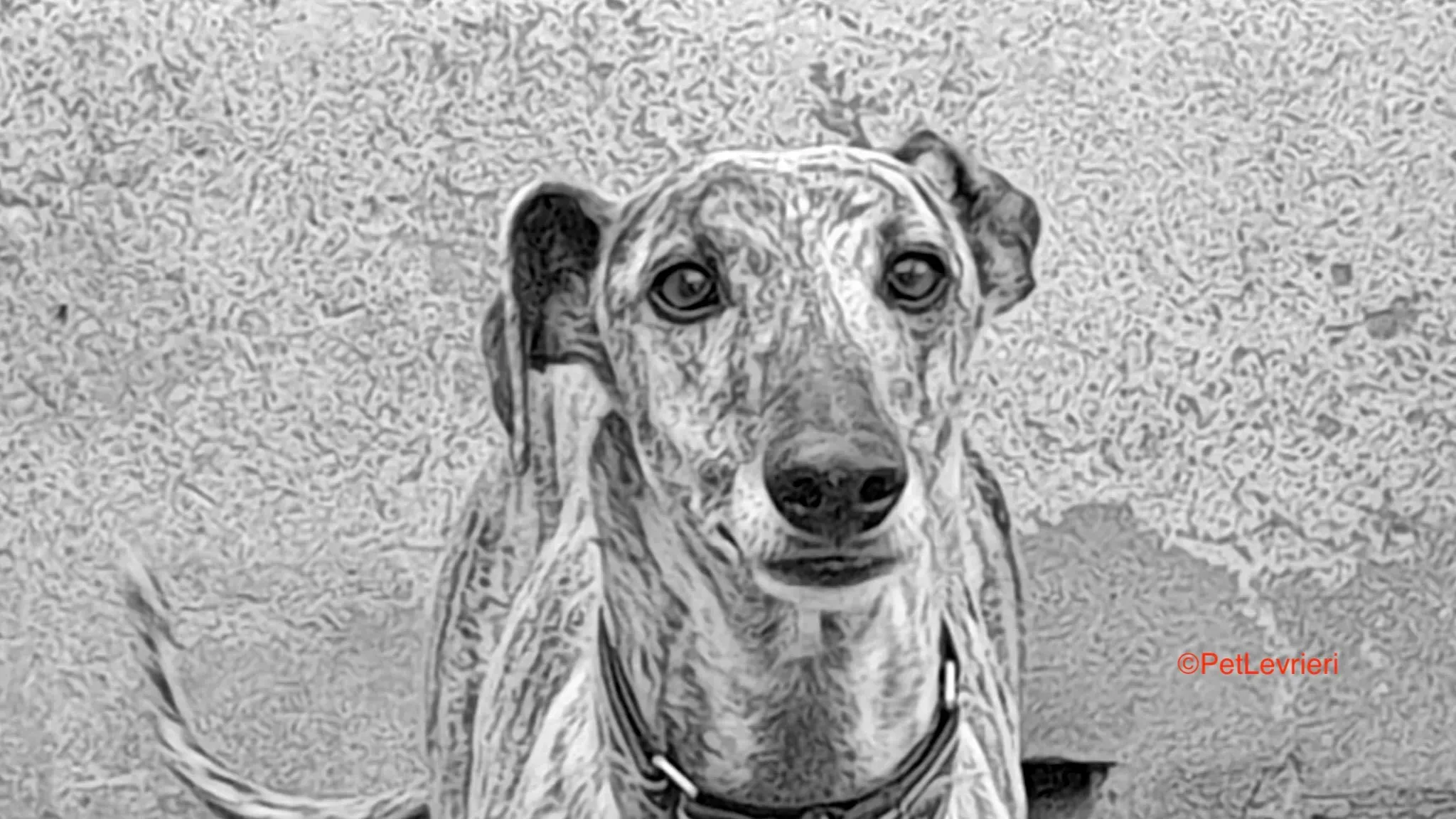Semiramis adozione levrieri galgo 4