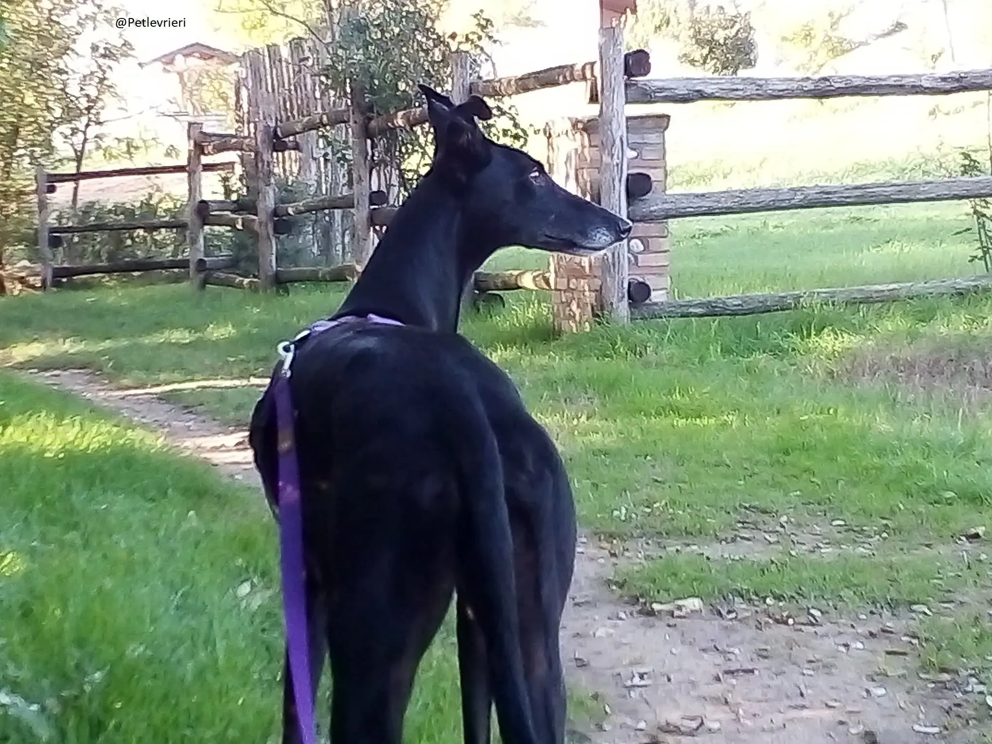 Sense Galgo Adozioni Levrieri 1