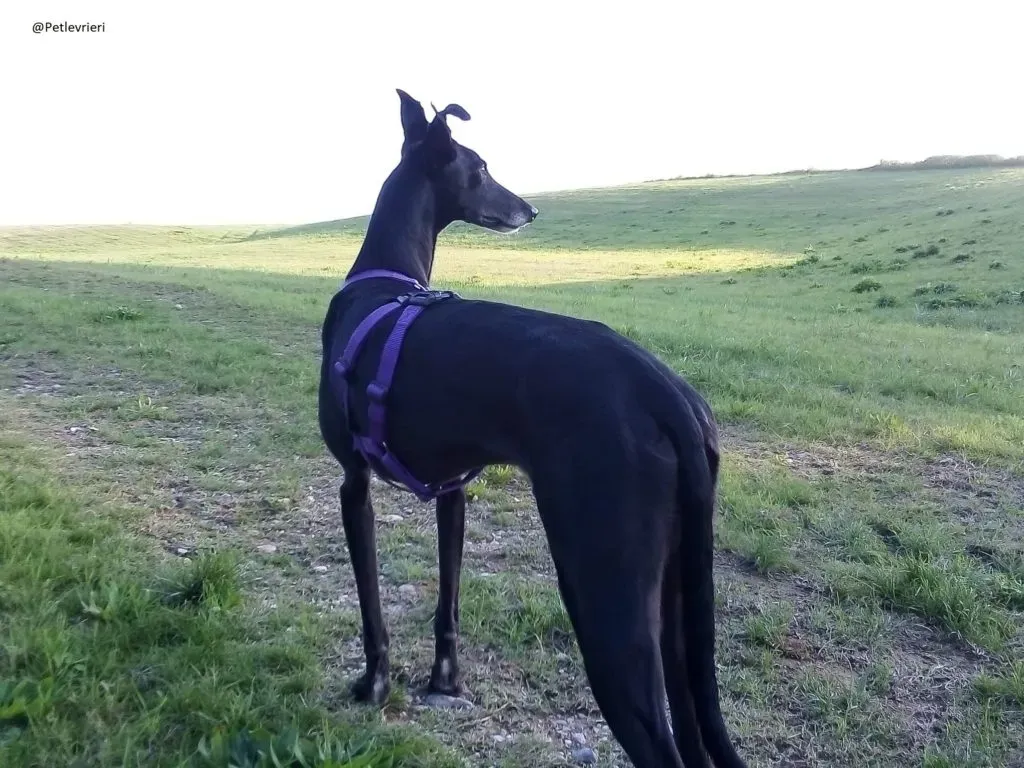 Sense Galgo Adozioni Levrieri 2 1024x768