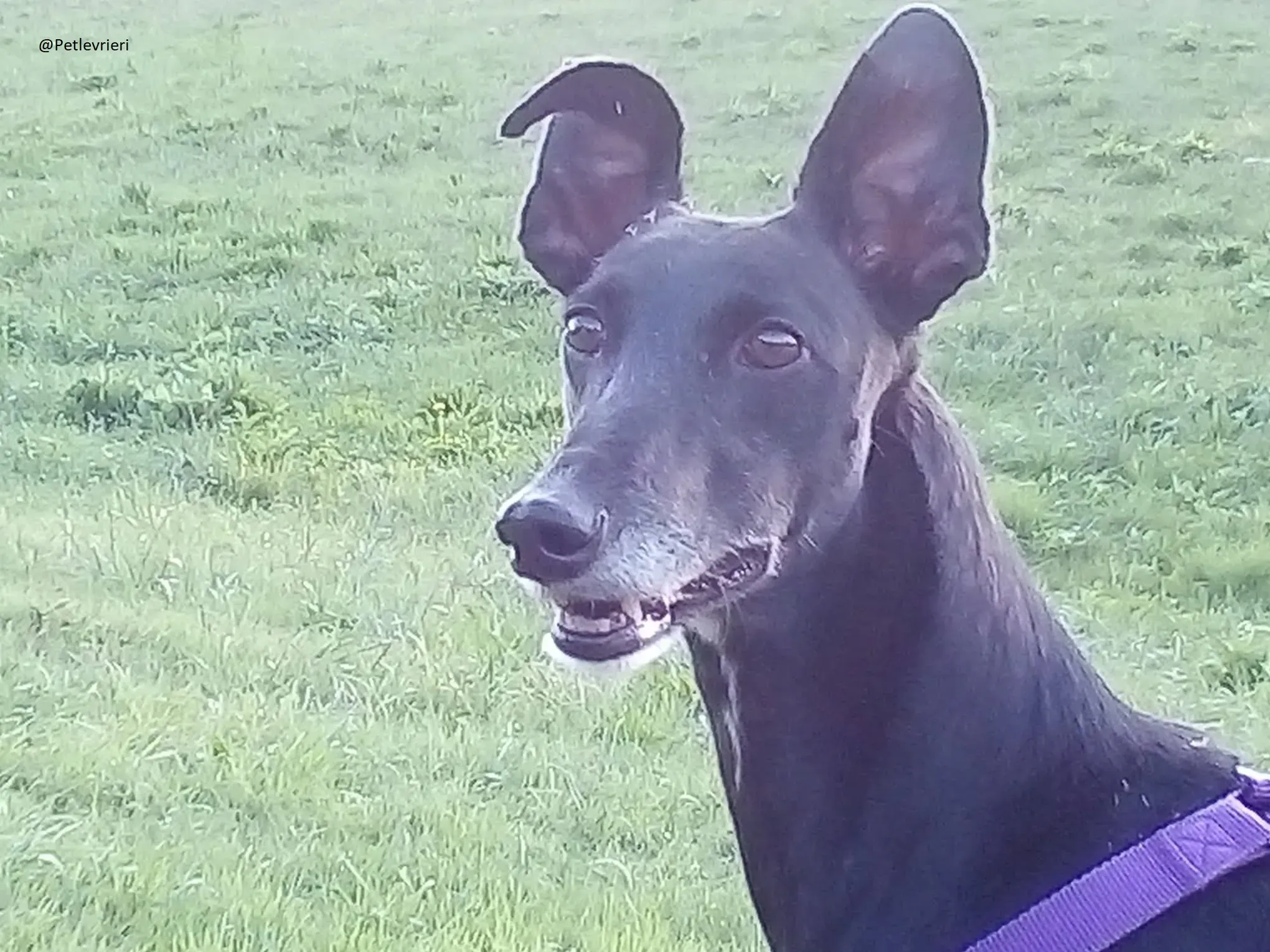 Sense Galgo Adozioni Levrieri 3