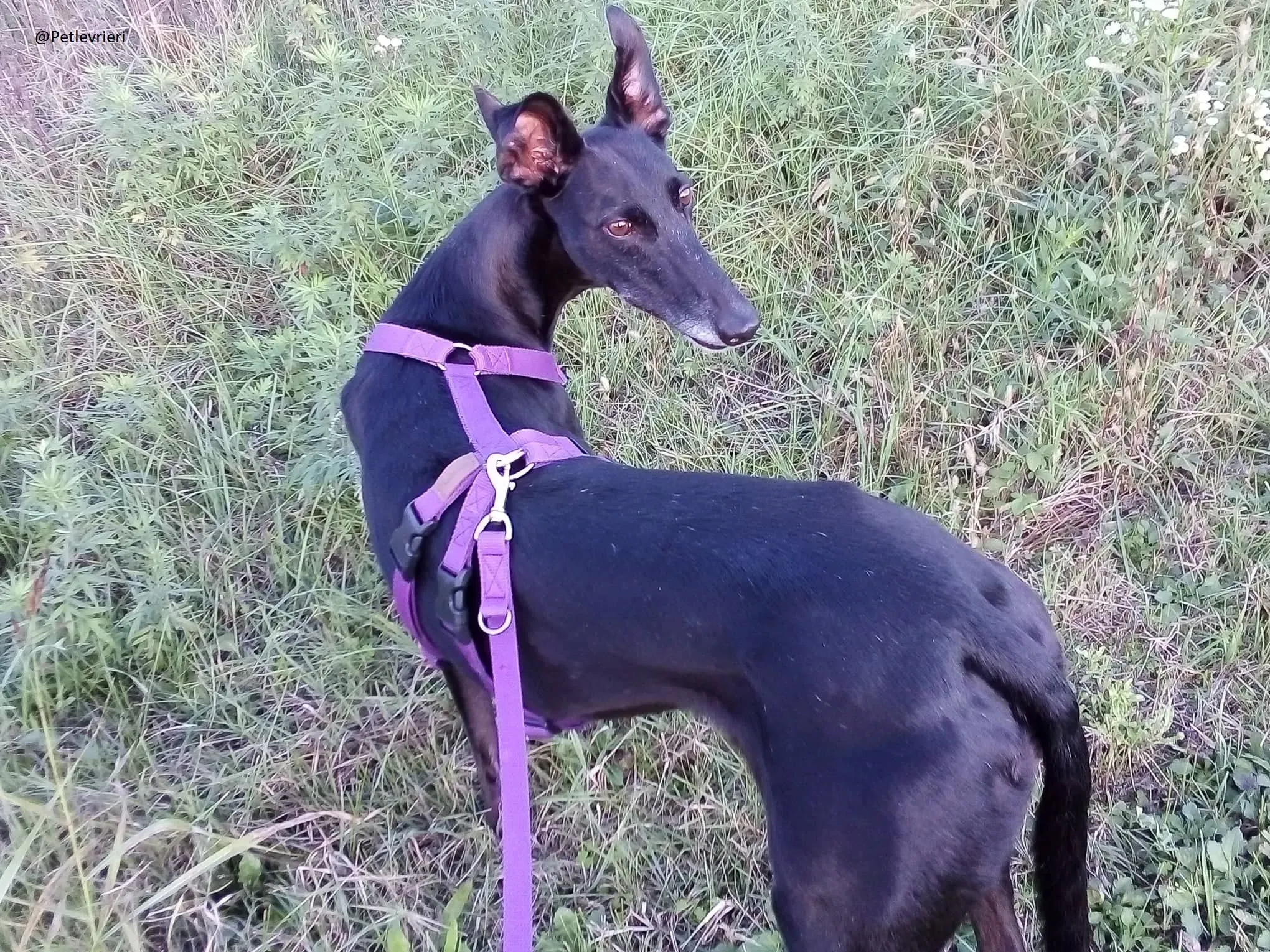 Sense Galgo Adozioni Levrieri 4