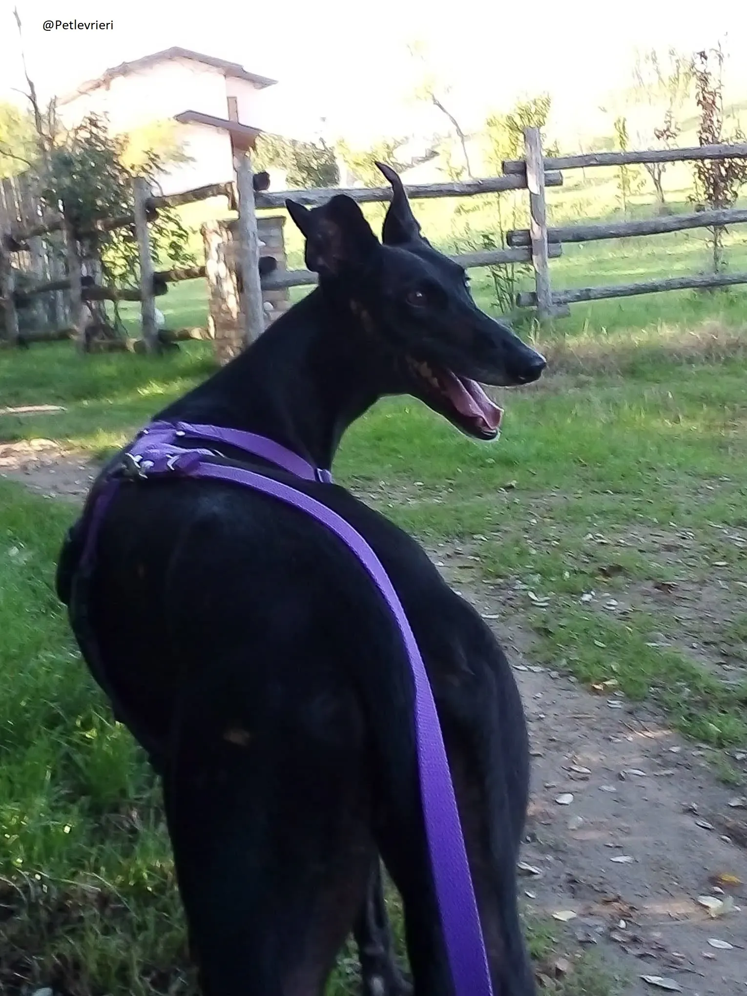 Sense Galgo Adozioni Levrieri 5