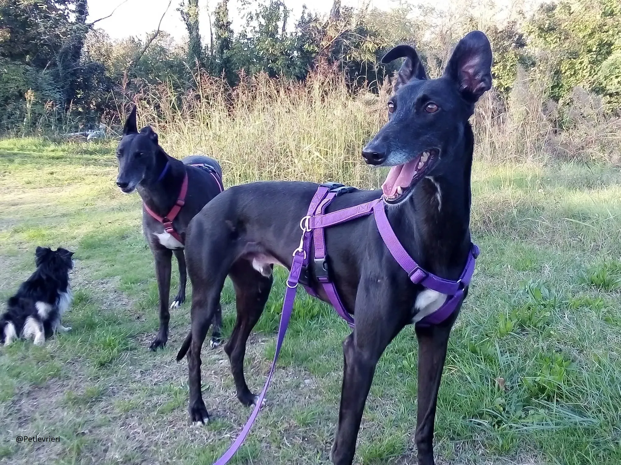 Sense Galgo Adozioni Levrieri 6