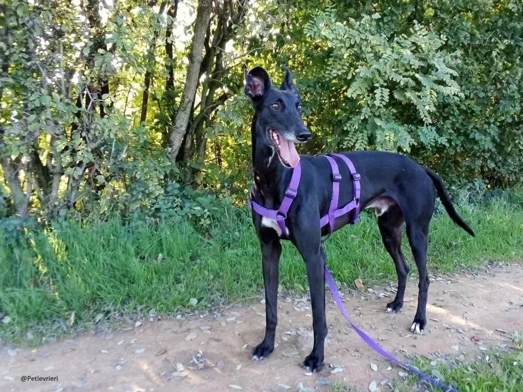 Sense Galgo Adozioni Levrieri 7 1024x768