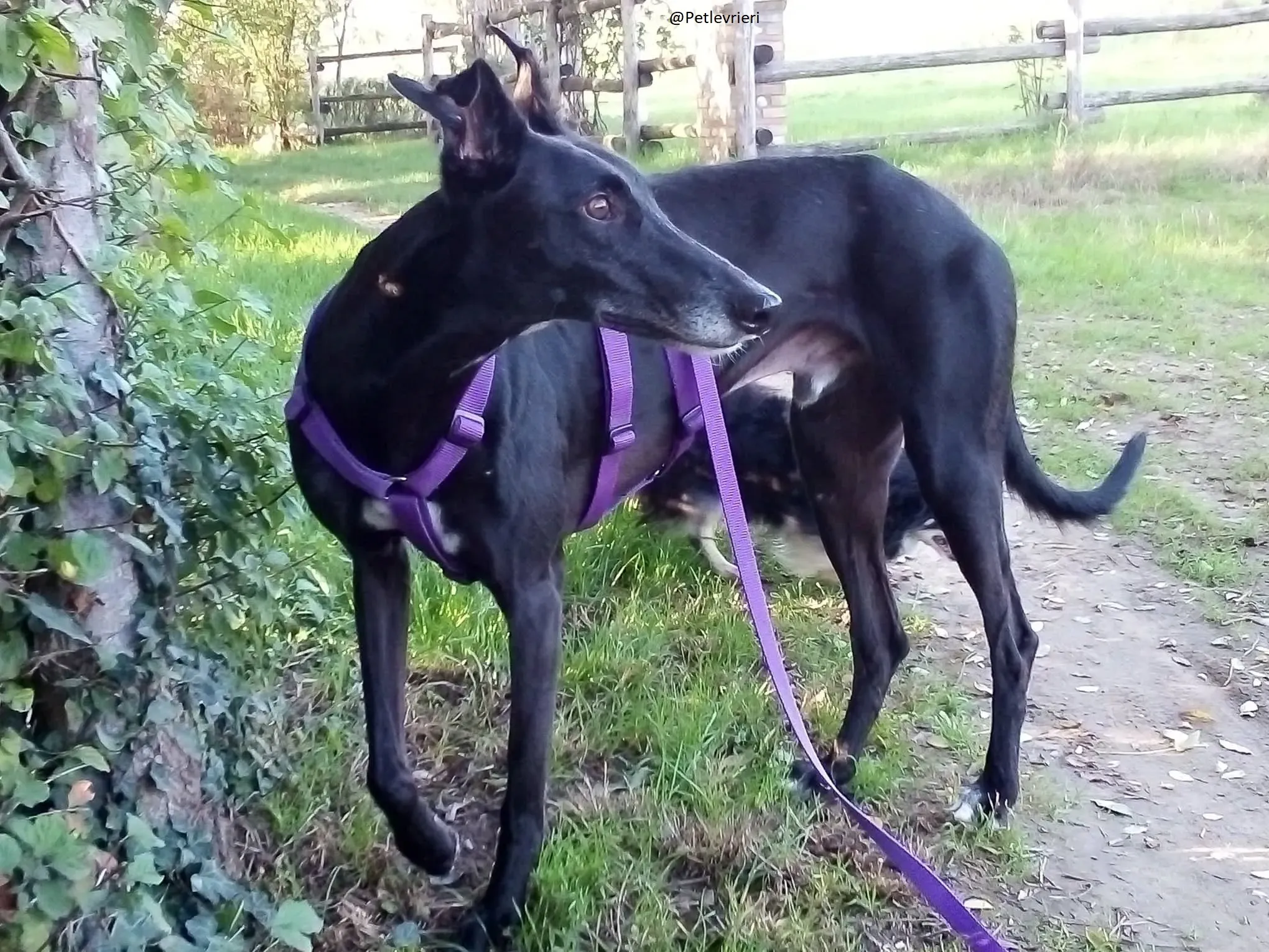 Sense Galgo Adozioni Levrieri 8