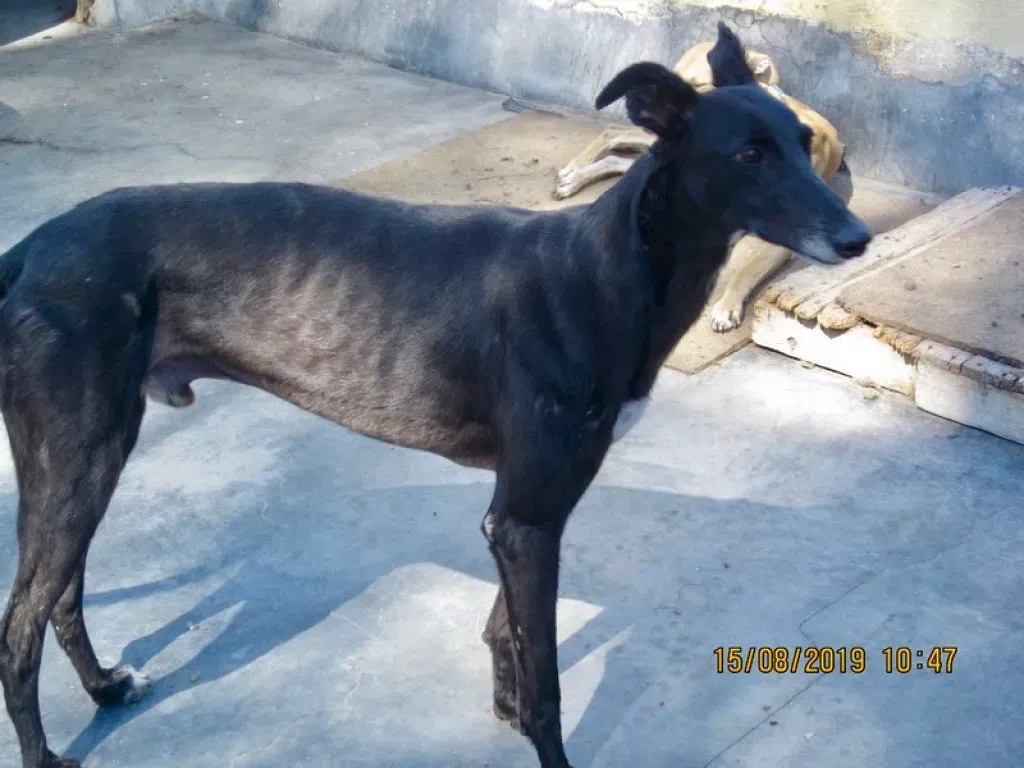 Sense adozione levrieri galgo 00