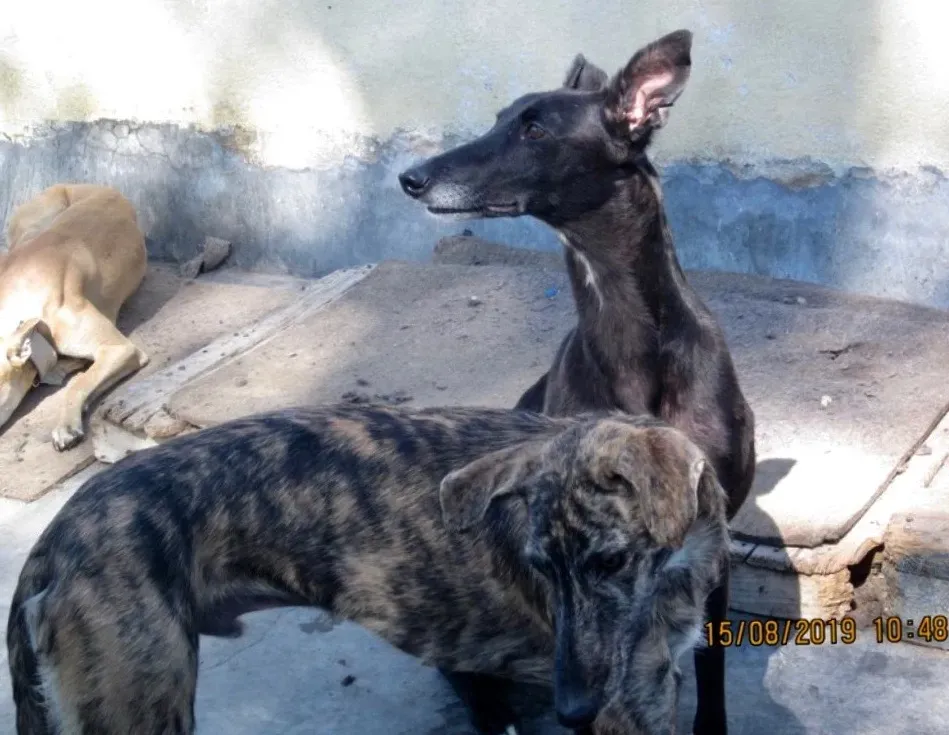 Sense adozione levrieri galgo 01