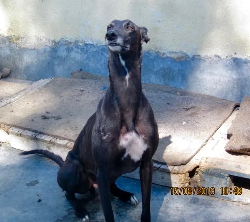 Sense adozione levrieri galgo 02