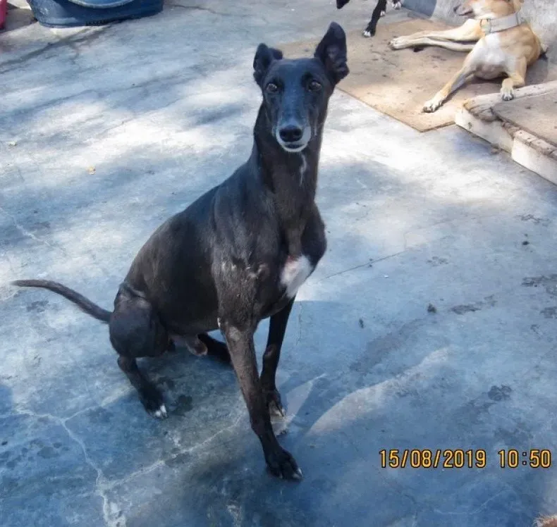 Sense adozione levrieri galgo 03