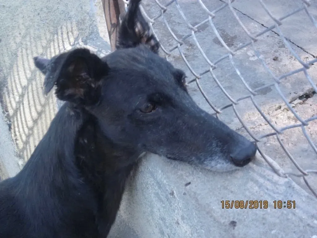 Sense adozione levrieri galgo 04