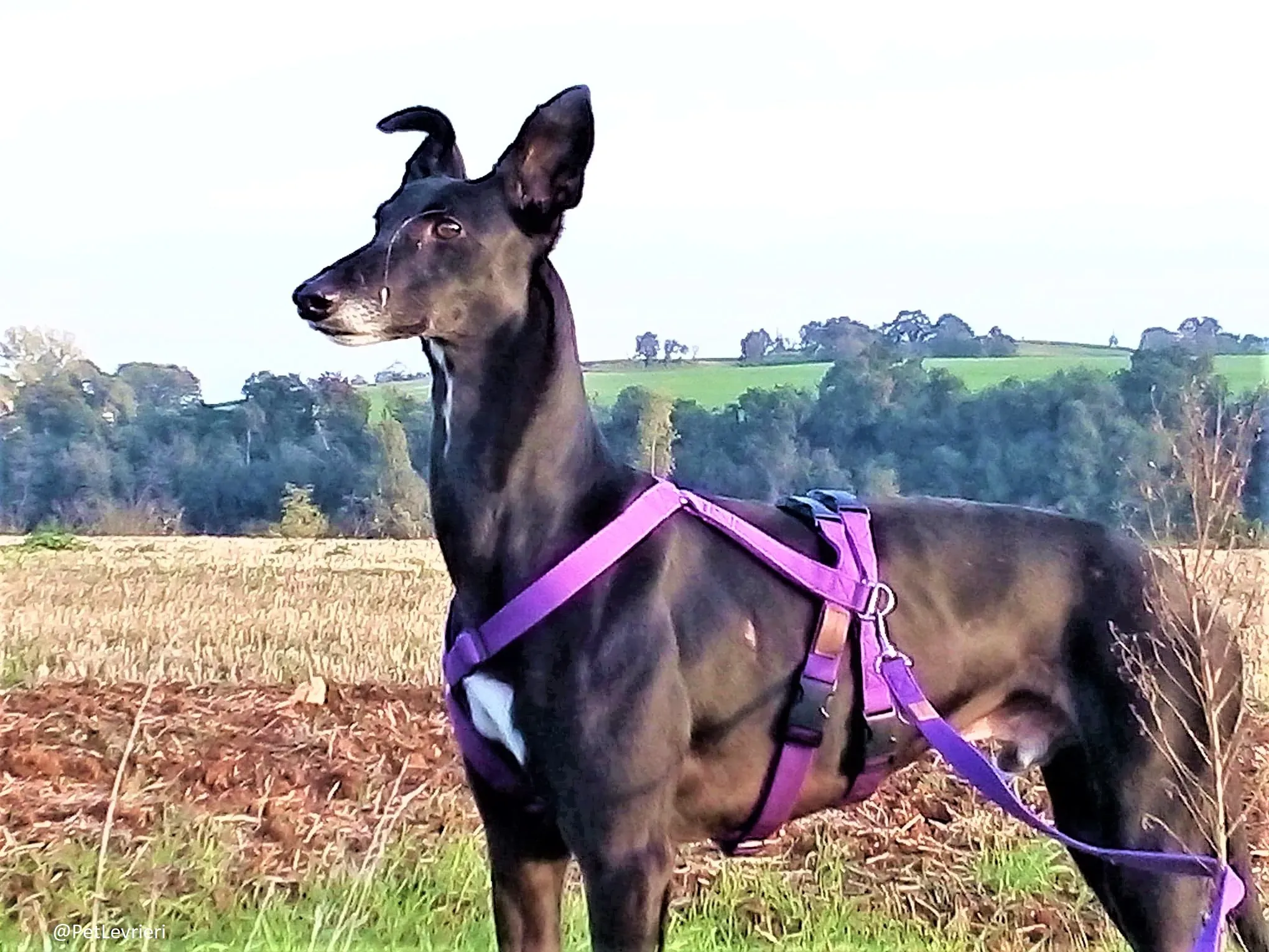 Sense adozione levrieri galgo 05 1024x678 2