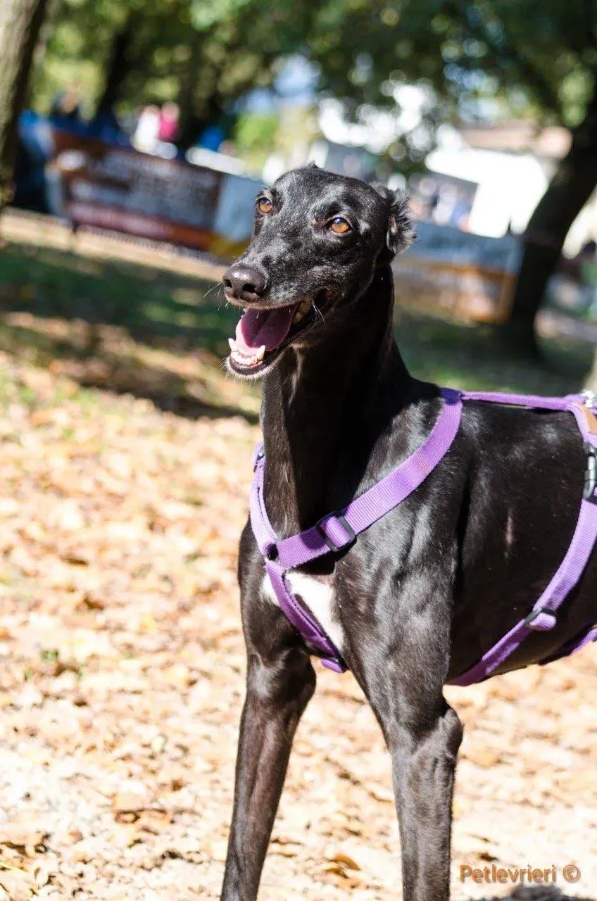 Sense adozione levrieri galgo 05